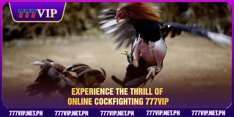 Experience the thrill of Online Cockfighting 777VIP