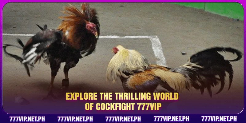 Explore the thrilling world of Cockfight 777VIP