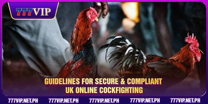 Guidelines for secure & compliant UK online cockfighting