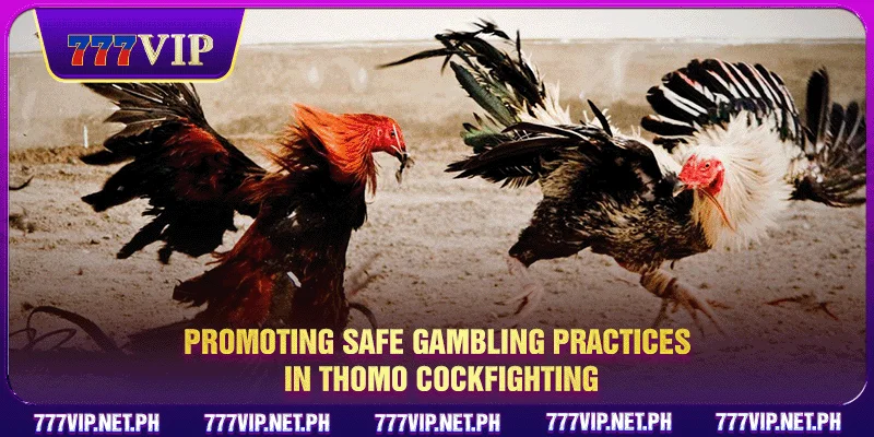 Promoting safe gambling practices in Thomo Cockfighting